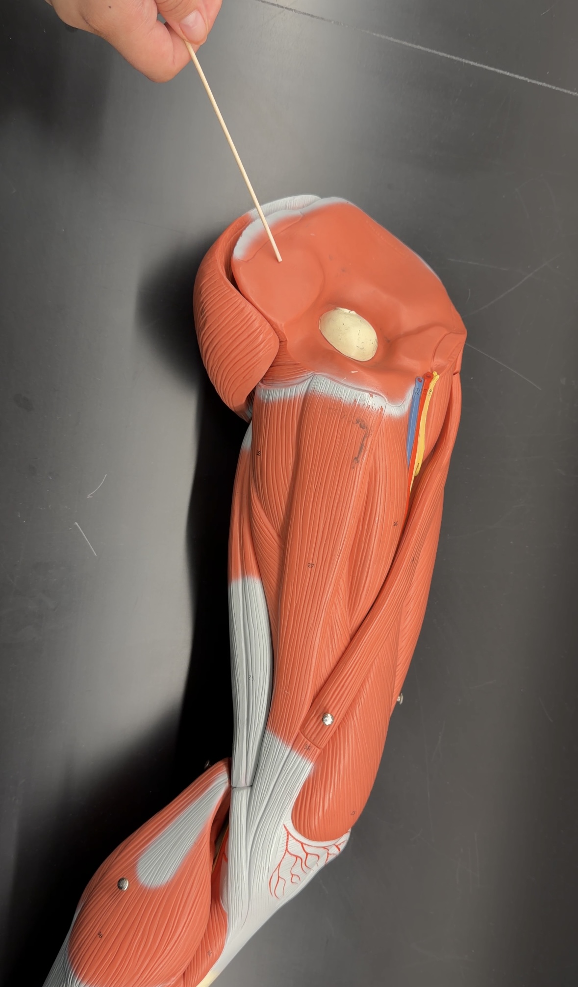 <p>name the muscle and its function</p>