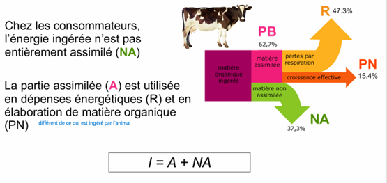 <p>Quand un herbivore mange :</p><ol><li><p>Ingestion : nourriture entre.</p></li><li><p>Non assimilé : une part ressort en excréments (perte pour lui, mais ressource pour décomposeurs).</p></li><li><p>Assimilé : ce qui est absorbé devient énergie disponible.</p></li><li><p>Dans l’assimilé :</p><ul><li><p>une part part en respiration/activité (chaleur)</p></li><li><p>le reste devient production secondaire nette (croissance, reproduction), disponible pour le prédateur.</p></li></ul></li></ol><p></p>