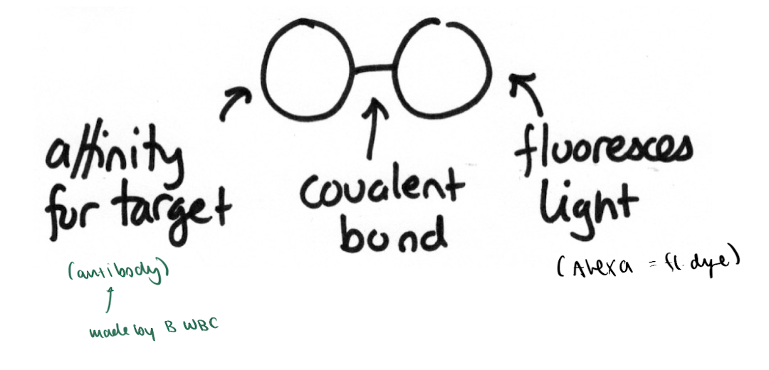 <p>Make things Visible: Fluorescent Probes</p>