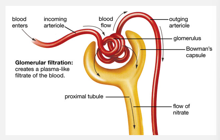 <p>Filtrate, tubular fluid, and urine flow (pt 1)</p>