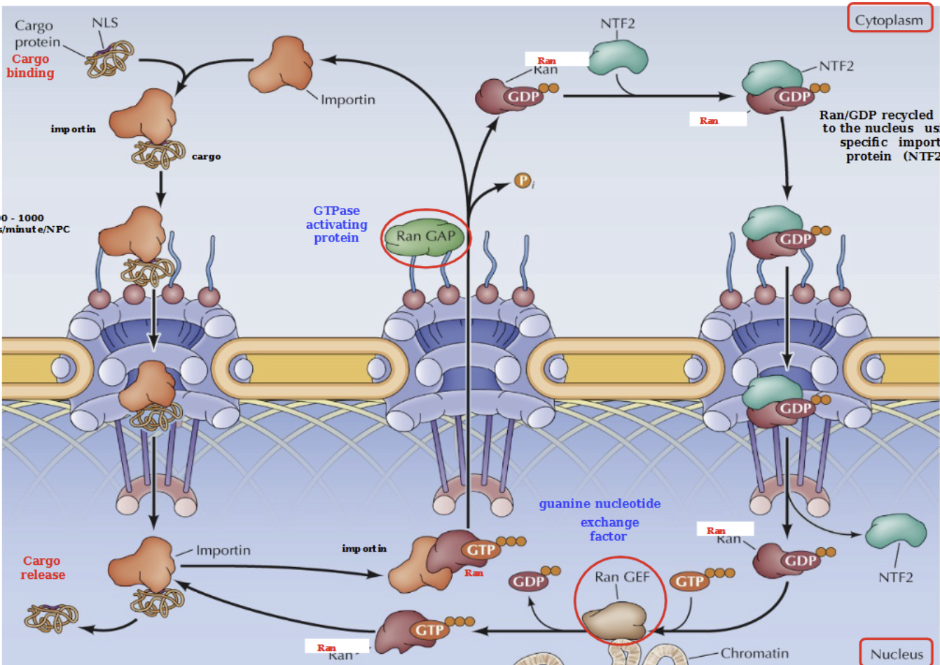 <ol><li><p>Cargo contains a nuclear localization sequence (NLS) that acts like a zip code for protein import</p></li><li><p>Importin binds to the NLS and brings it through the NPC into the nucleus, where cargo is then released</p></li><li><p>Ran-GTP binds to importin and propels through the NPC into the cytoplasm using a GTPase activating protein Ran-GAP. The importin is then released</p></li><li><p>Ran-GDP is recycled back to the nucleus using NTF2 (importin protein).</p></li><li><p>Once Ran-GDP is back in the nucleus, it is phosphorylated into Ran-GTP with a Ran GEF (guanine nucleotide exchange factor) where it can be active n shit </p></li></ol><p>Cytoplasm - low Ran/GTP</p><p>Nucleus - high Ran/GTP</p>