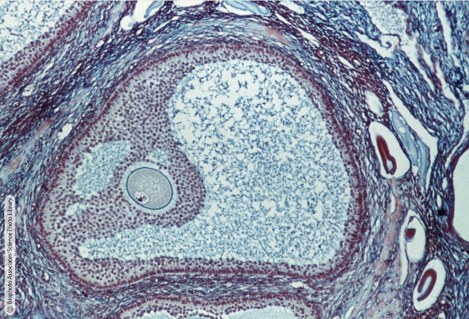 <p>Identify the Histology</p>