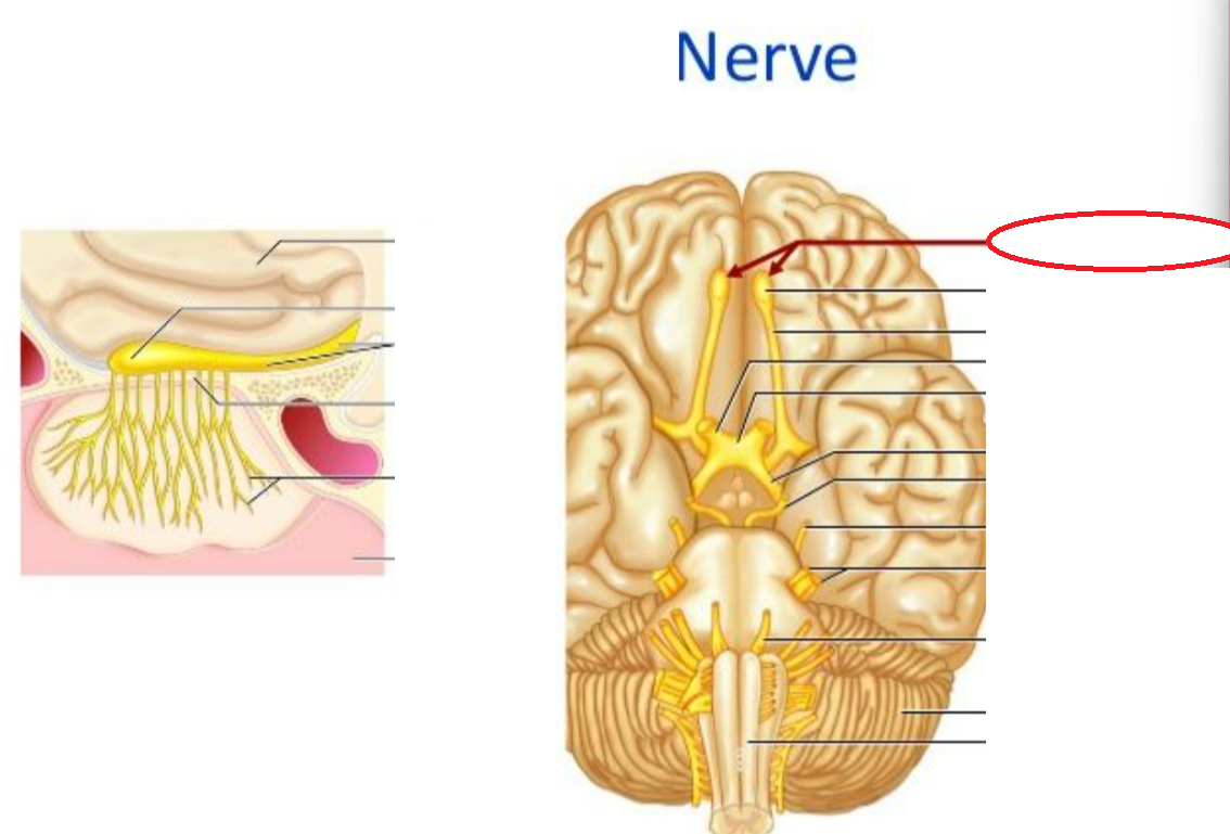 <p>What nerve is this?</p>