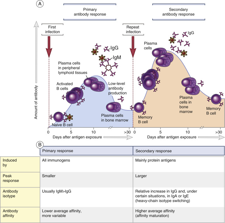 <p>Occurs after the first exposure to an antigen. It features a latent period (approx. 10 days) followed by a rise in IgM and then IgG</p>