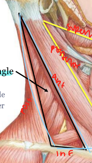 <ul><li><p>anterior: SCM</p></li><li><p>inferior: clavicle</p></li><li><p>posterior: upper trapezius</p></li></ul><p></p>