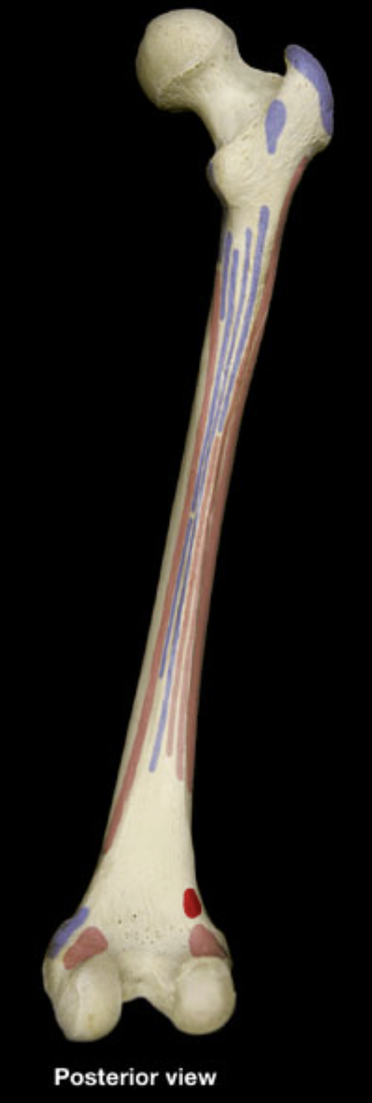 <p>distal shaft of femur (posterior)</p>