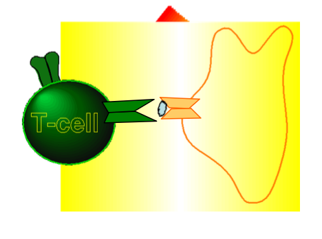 <p>T cells recognize <strong><mark data-color="#bf4477" style="background-color: rgb(191, 68, 119); color: inherit;">antigenic fragments (peptides)</mark></strong> derived from antigens that are presented on the surface of other cells by MHC molecules. T-cell function depends on cell-to-cell contact.</p>