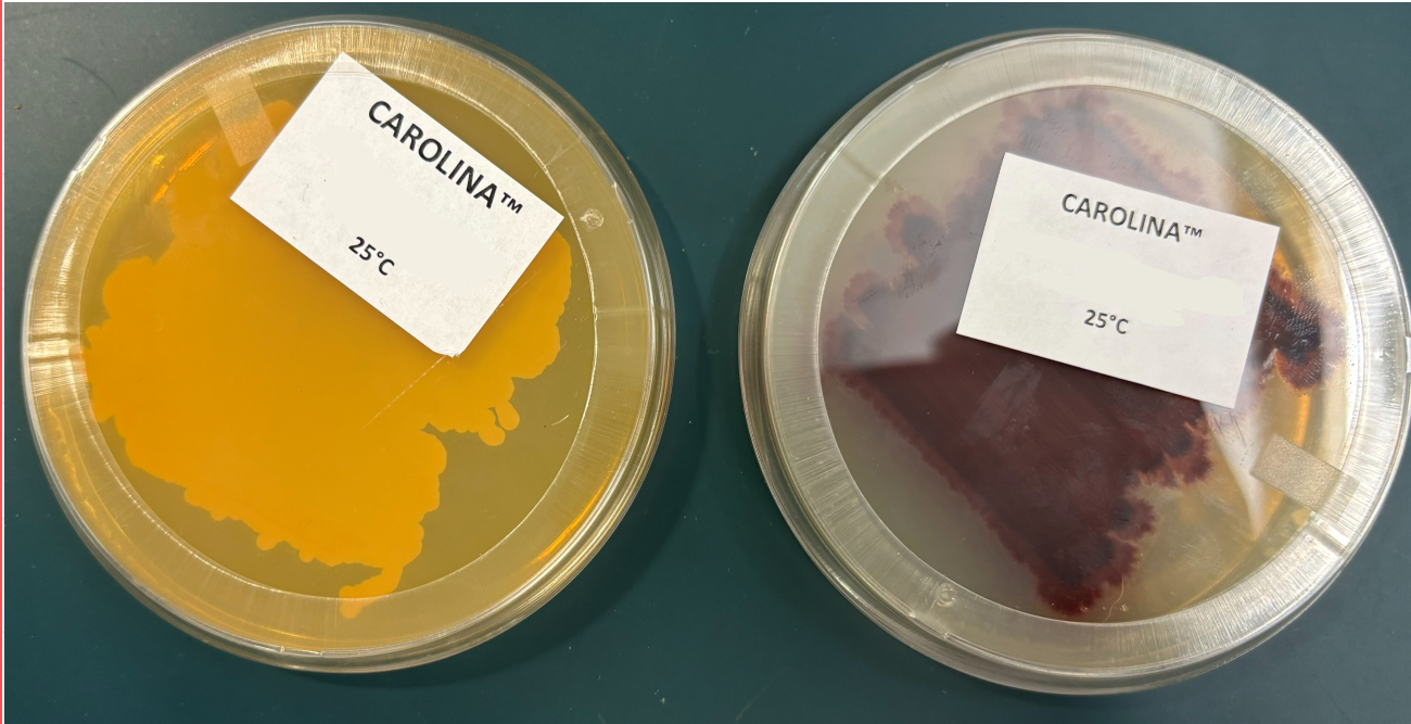 <p>What is the name of the RED/BROWN bacteria?</p>