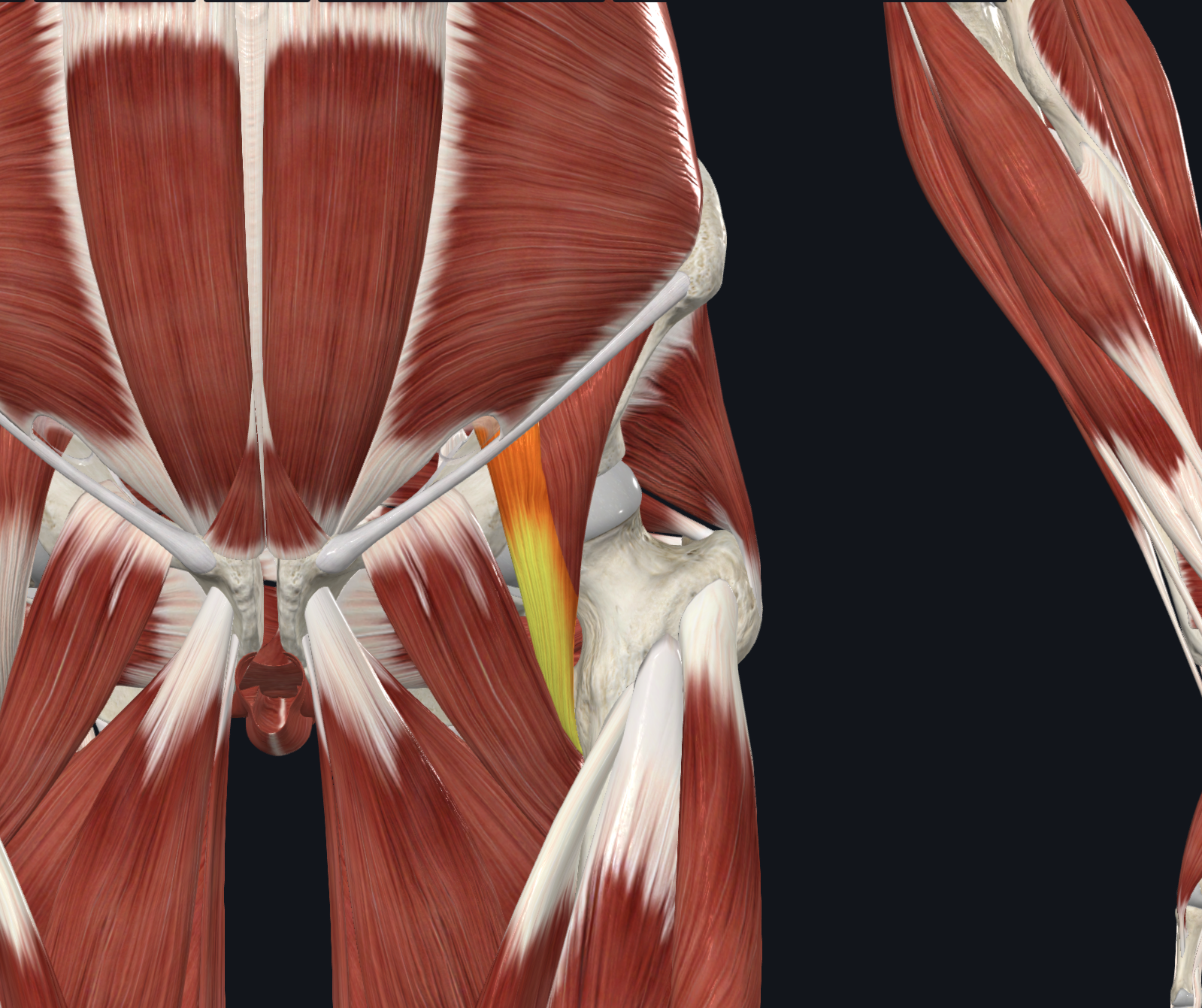 <p>Anterior view</p><p>Muscles</p>