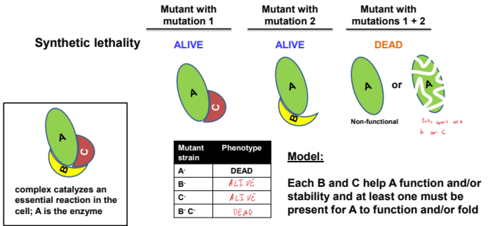 <p>Either</p><ol><li><p>factors altered by mutations are redundant for essential function</p></li><li><p>Factors altered by mutations are nonessential members of a complex that performs an essential function in the cell; the complex can tolerate the loss of 1, but not 2 factors</p></li></ol><p></p>