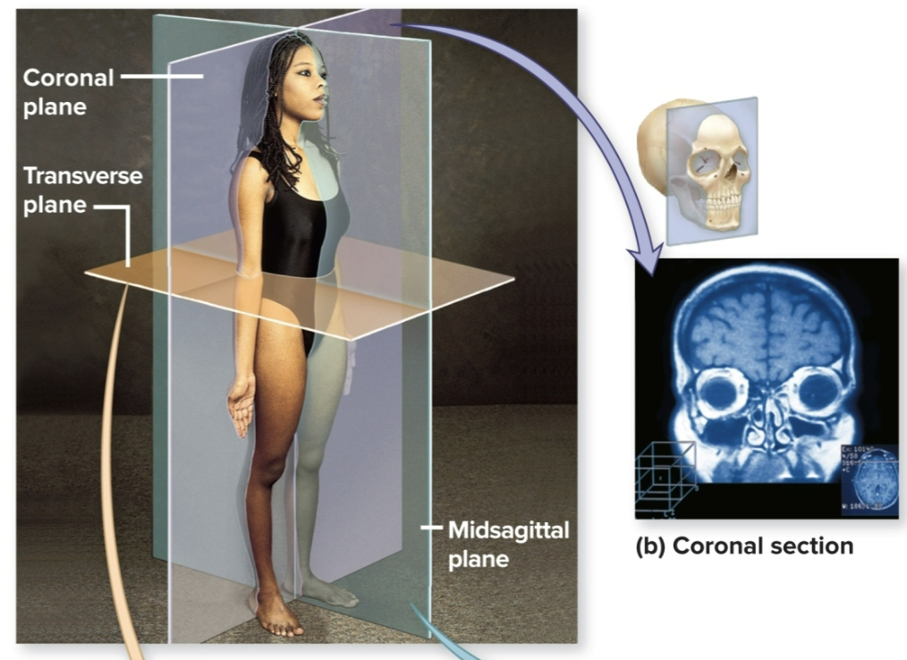 <p>divides body into anterior and posterior sections. </p>