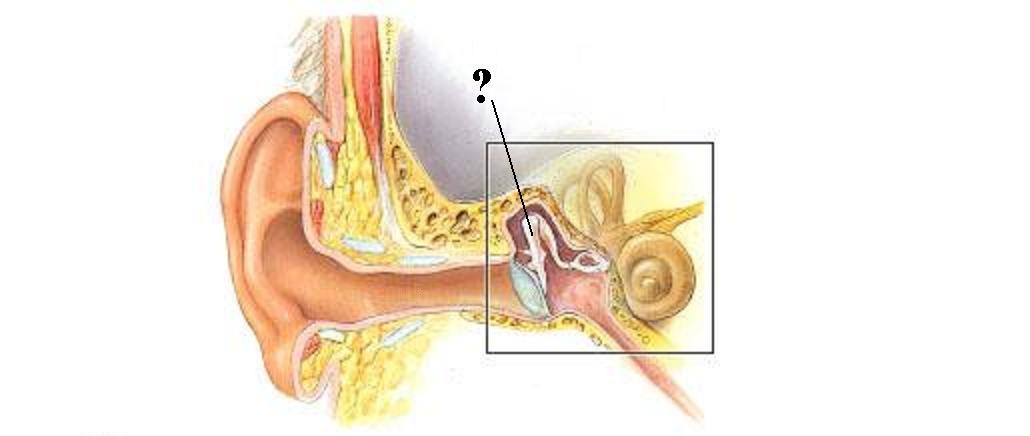 <p>Identify the indicated structure</p>