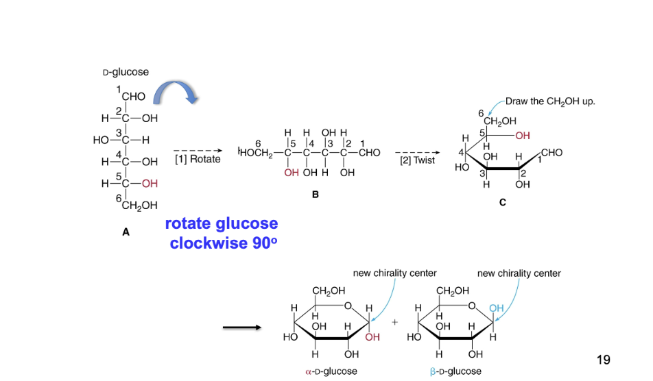 <p>The first step in cyclization is to rotate glucose 90 degrees</p><p>Second step, chain must be twisted around to form a six-membrane ring </p><ul><li><p>THE POINTY THING ON THE RIGHT IF OH IS BOTTOM IT IS ALPHA IF IT IS TOP IT IS BETA</p></li></ul><p></p>