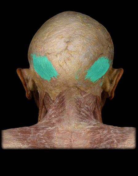 <p>Occipitalis m.</p>