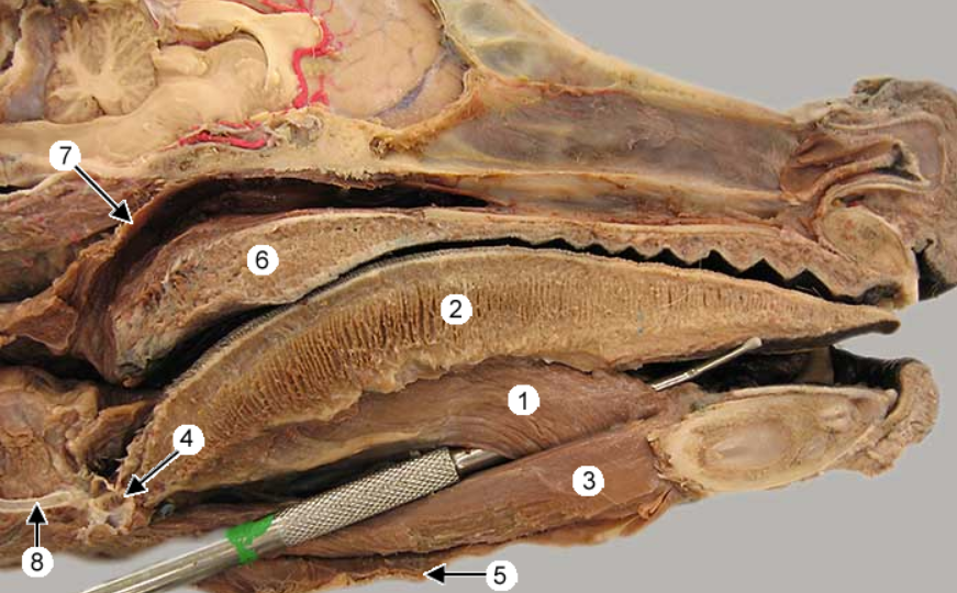 <p>5?</p>