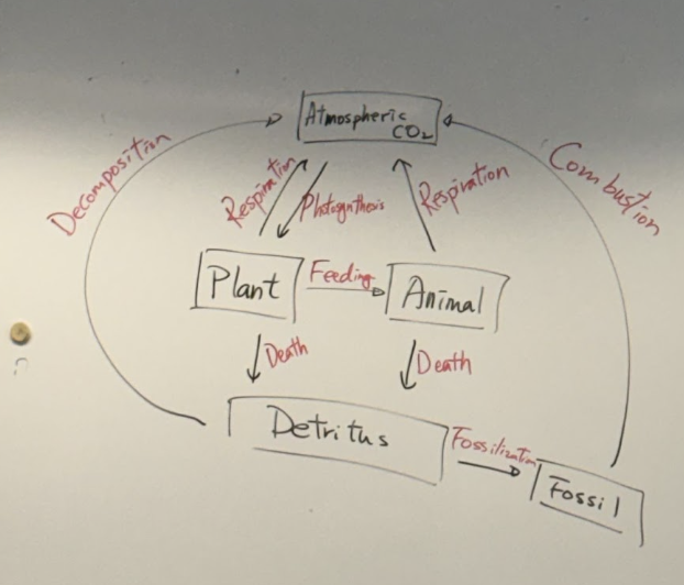 <p>*<span style="background-color: transparent;">All elements used by living organisms, are recycled by decomposers. (</span>Detritivores<span style="background-color: transparent;">, saprotroph)</span></p><p><span style="background-color: transparent;">Carbon being one of the element</span></p><p></p><p></p><p></p>