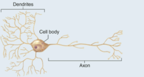 <p>Where are the dendrites? </p>