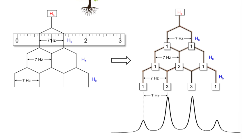<p><strong>______ Diagram </strong></p><ul><li><p>Utilizes <strong>pascals triangle and J values</strong>,<mark data-color="green" style="background-color: green; color: inherit;"> start by splitting with the largest J value. </mark></p></li></ul><p></p>
