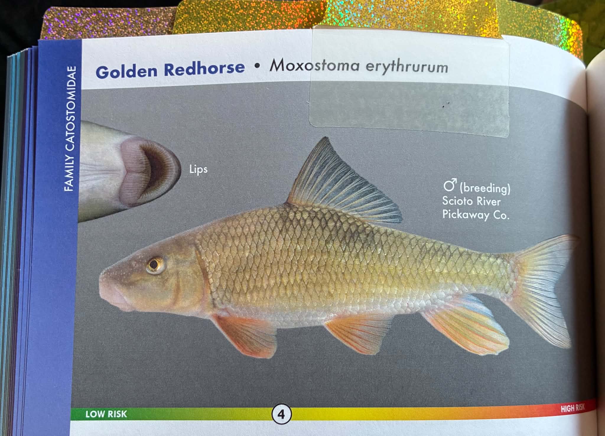 <p>Catostomidae, Snout bluntly rounded, not overhanging mouth. Dorsal surfaces brassy or olive-bronze; sides lighter, bronze or golden-yellow.</p>
