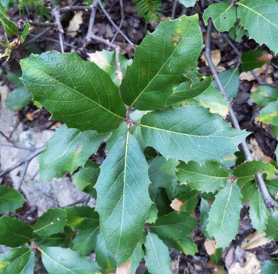 <p>Mt. Tamalpais oak </p>