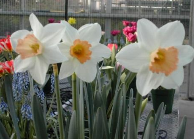 <p>What is this? This could cause type ____ allergies via ____.</p>