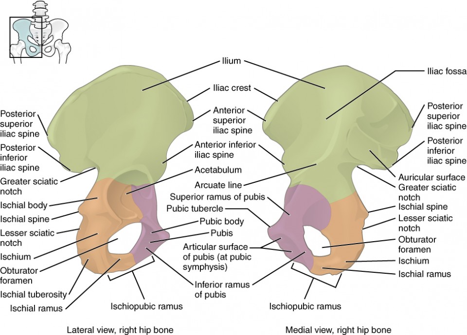 <p>Both coxal bones/ossa coxae</p>