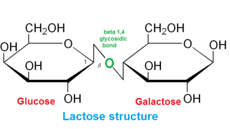 <p>A covalent $$C-O-C$$ link between two sugar molecules formed by a condensation reaction.</p>