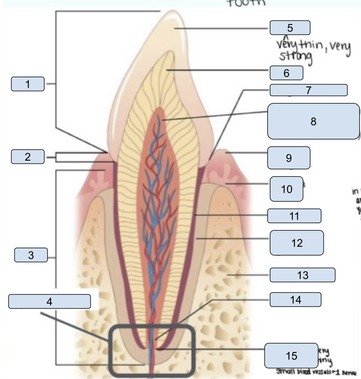 <p>name the parts of the tooth</p>