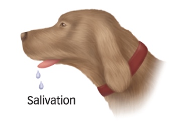 <p>Salivation</p>