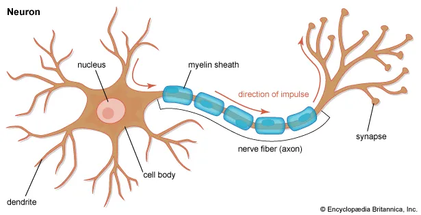 <p>Function: Carry OUTCOMING information from the brain and spinal cord to the muscles and glands.</p>