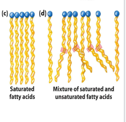 <p>no, due to the kink that results from cis double bonds</p><p>since the interactions between these arrays are less extensive, it takes less energy to disrupt them, resulting in a lower melting point</p>