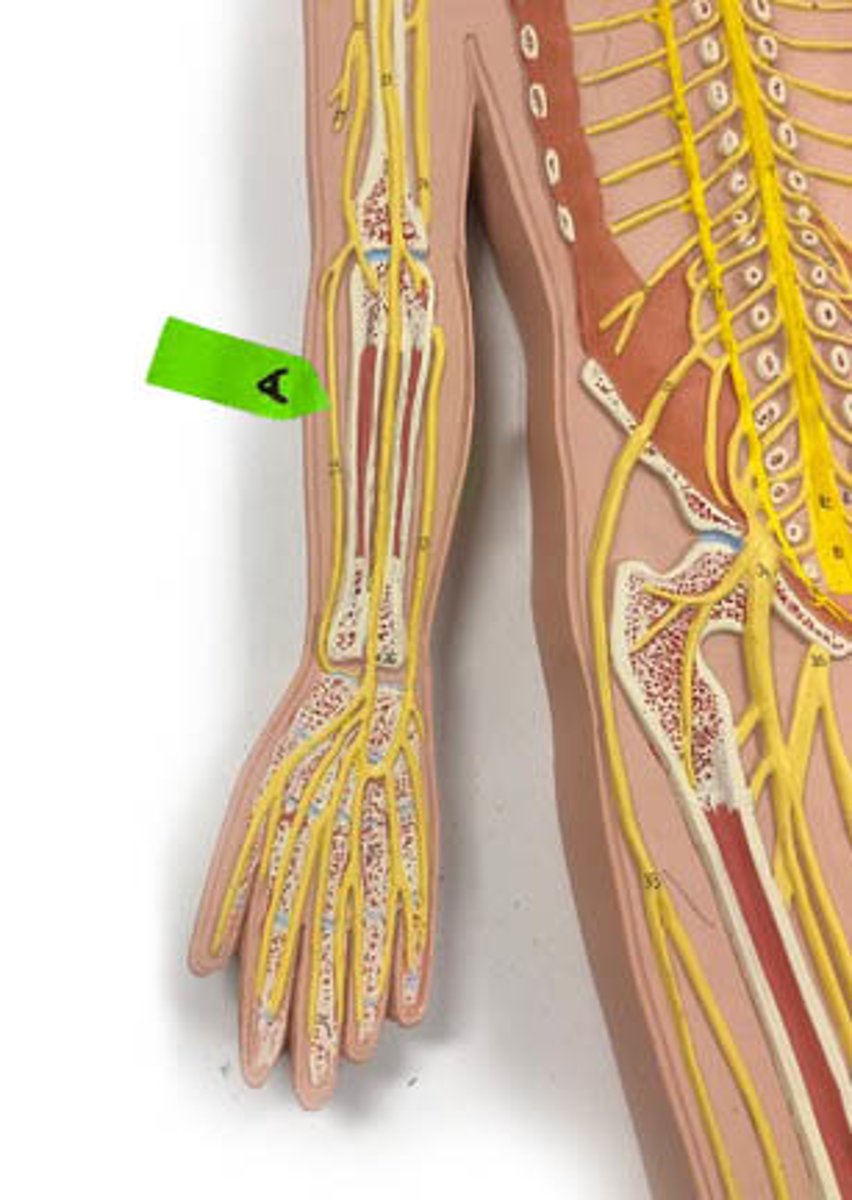 <p>Identify this nerve.</p>