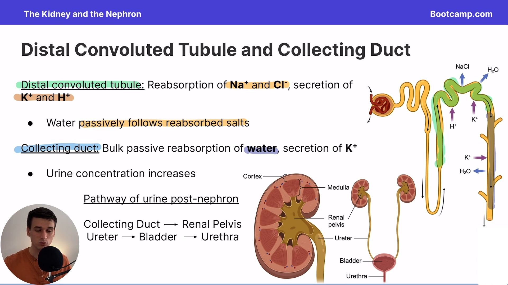 <p>Bulk passive <strong>reabsorption </strong>of <strong>water</strong>, <strong>secretion </strong>of K+</p><ul><li><p>Urine <strong>concentration increases</strong></p></li></ul><p></p><p><strong>Has a lot of aquaporins</strong></p>