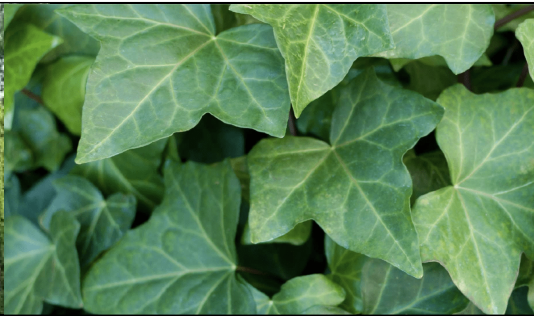 <p>Family<br>Genus<br>Species<br>Common Name</p>