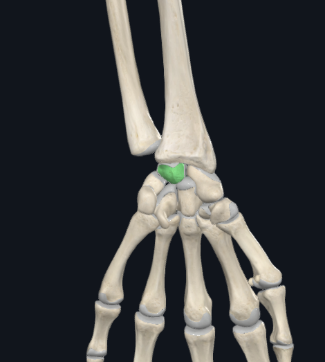 <p>what is this following bone and what section of the hand is it found in?</p>
