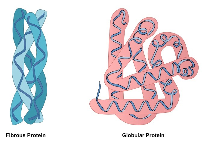 <p>What are the major classes of tertiary structure? </p>