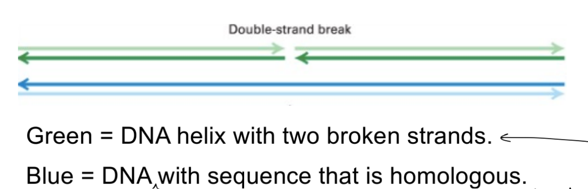 <ul><li><p>a DNA helix <u>w/ 2 broken strands</u></p></li><li><p>a DNA helix <u>w/ a homologous sequence</u> to the double-stranded broken helix</p></li></ul><p>__</p><p>find homo- sequence via:</p><ul><li><p><strong><u>sister chromatid</u></strong> — human cells are <u>diploid</u>, meaning they have 2 copies of each chromosome (1 from each parent) SO <u>chromosome pairs are homologous chromosomes</u></p></li><li><p><strong><u>exogenous DNA</u></strong> — DNA w/ homologous sequence can be <u>injected into cells</u> during gene editing</p></li></ul><p></p>