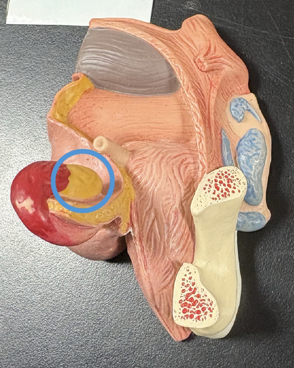 <p>produce gametes (oocytes)</p><p>supported by ligaments </p>