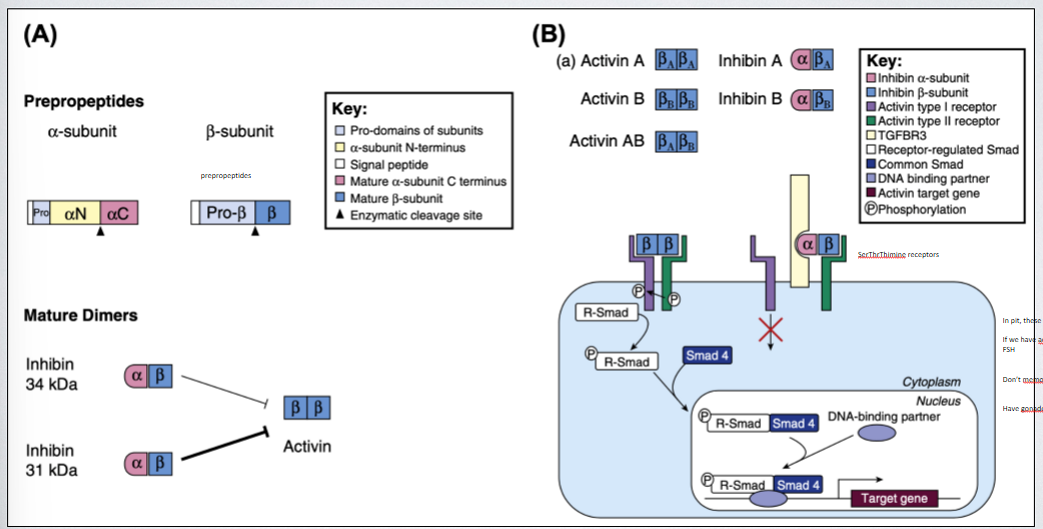 <p>when releasing GnRH in hypothalamus to stimulate LH and FSH in pituitary, especially during surge in F mostly bc we get hugh upregulation of LH and way less FSH bc of -ve feedback response that blocks it owns release through this inhibition pathway. inhibin production in gonadotropes early in surge center, they bind preferentially to type 2 receptors. in pituitary, these release LH and FSH, if we have activin binding to R we see increase  in second messenger signaling that promotes release of FSH (dont memorise 2nd messenger pathway). have gonadotropes synthesize and release FSH</p>