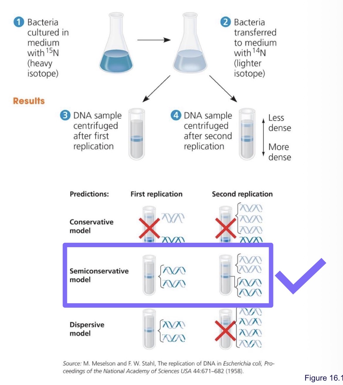 <ul><li><p>Matthew Meselson and Franklin Stuhl</p></li><li><p>Bacteria cultured in a medium with heavy 15N</p></li><li><p>Transferred to a medium with light 14N </p></li><li><p>DNA was centrifuged after first replication</p></li><li><p>DNA was centrifuged after second replication</p></li><li><p>The different weights caused them to separate differently </p></li></ul><p></p>