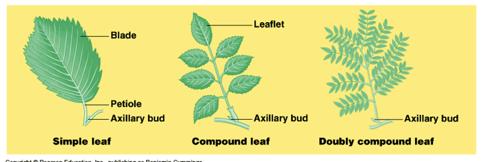 <p>Simple, Compound, Doubly Compound</p>