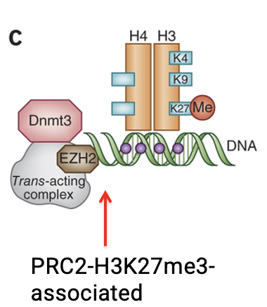 <p>DNMTs can arrive pre-assembled within the PRC2/EZH2 complex, allowing DNA methylation to occur simultaneously with H3K27me3</p>