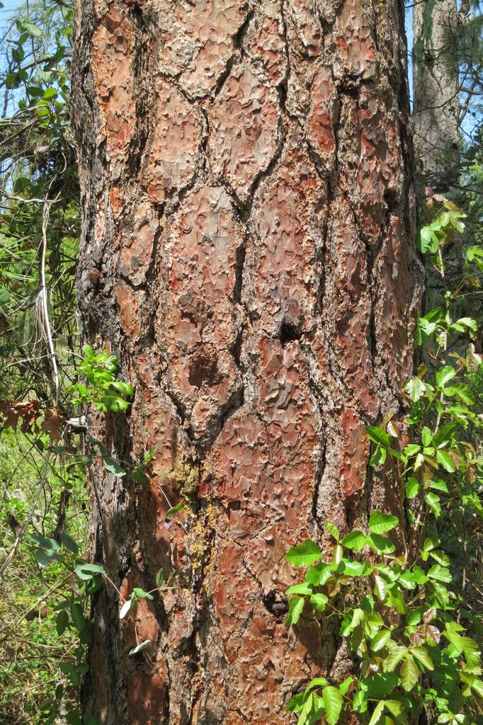 <p>pinus ponderosa</p>