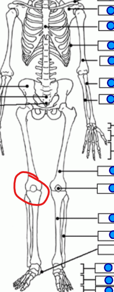 <p>bones in the knees </p>