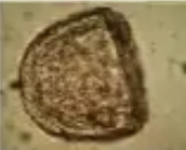 <p>Identify</p>