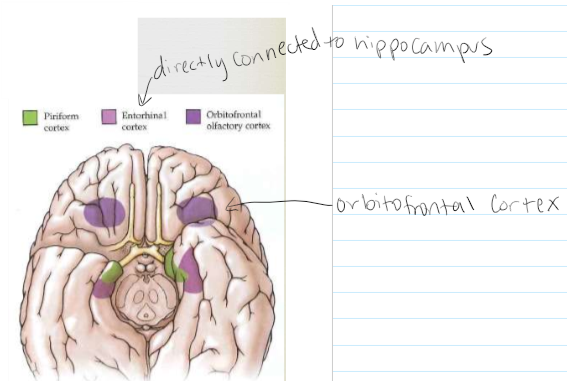 <p><span>Piriform Cortex: Receives BIGGEST projection from OB: Named for its pear-like shape. Important in the initial processing of odors , leading to perception. Projects to directly &amp; indirectly (via the medial dorsal nucleus of thalamus) to orbitofrontal cortex. Damage to orbitofrontal cortex impairs odor discrimination</span></p>