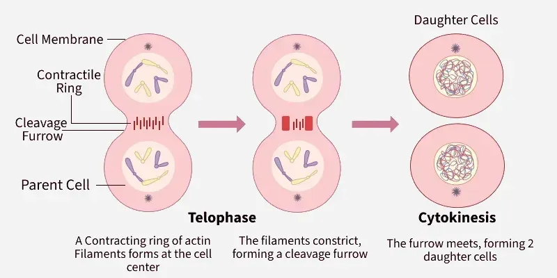 <p>Two daughter cells are pinched apart and cytoplasm is divided</p>