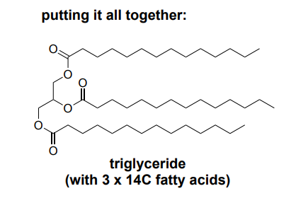 <p>Triglyceride ATP</p>