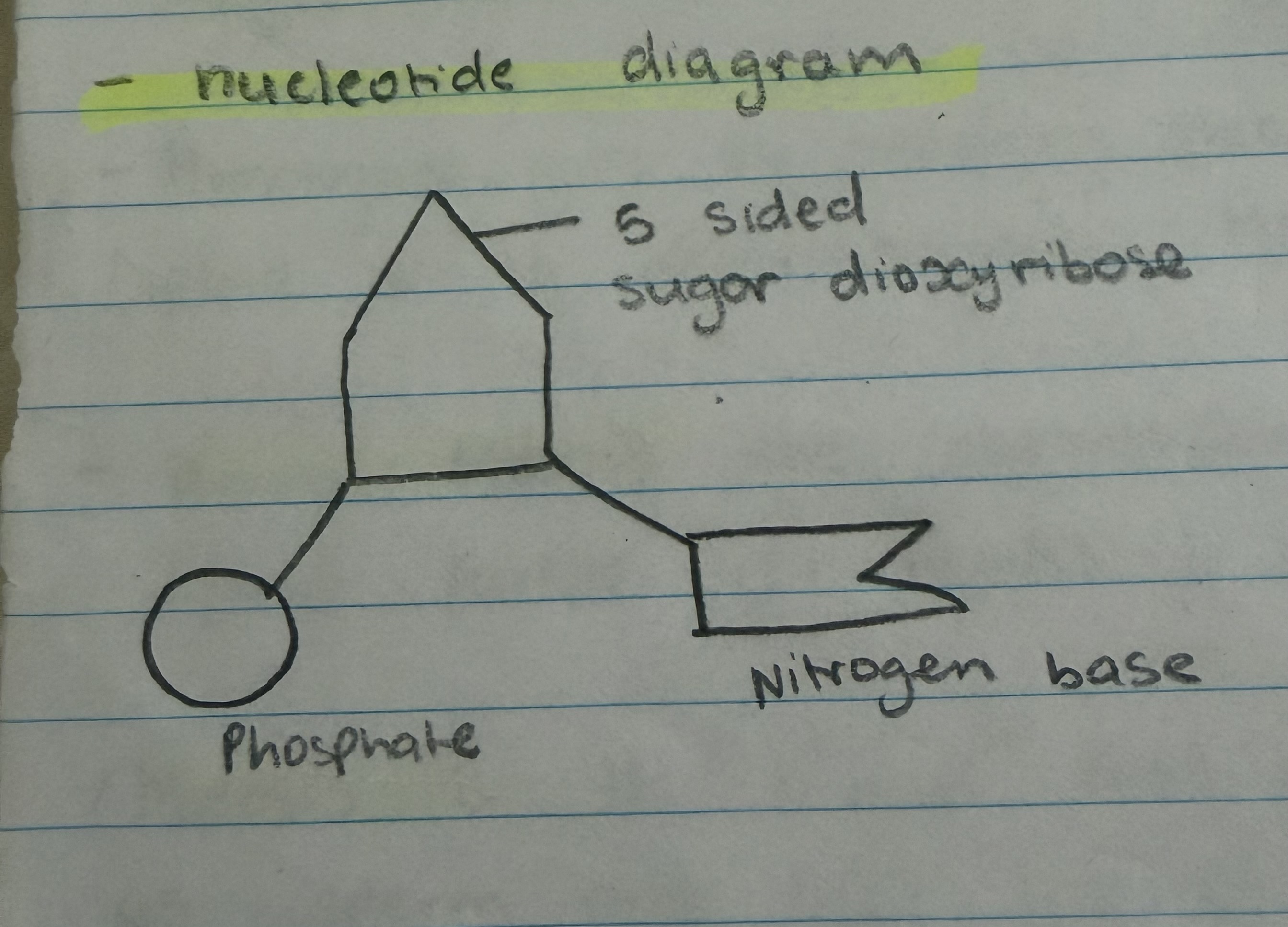<p>they are organised in a way that makes a double helix shape. The sugar/phosphate makes up the backbone and the nitrogen base makes the rungs which looks like a twisted ladder.</p>