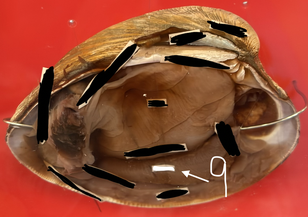 <p>What is 9 in this clam?</p>